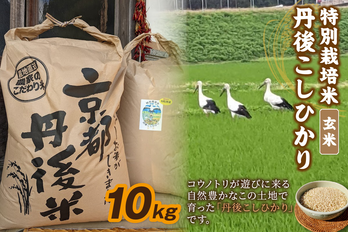 【先行予約】令和8年産 丹後こしひかり 玄米10kg 【特別栽培米】新米　KU00079