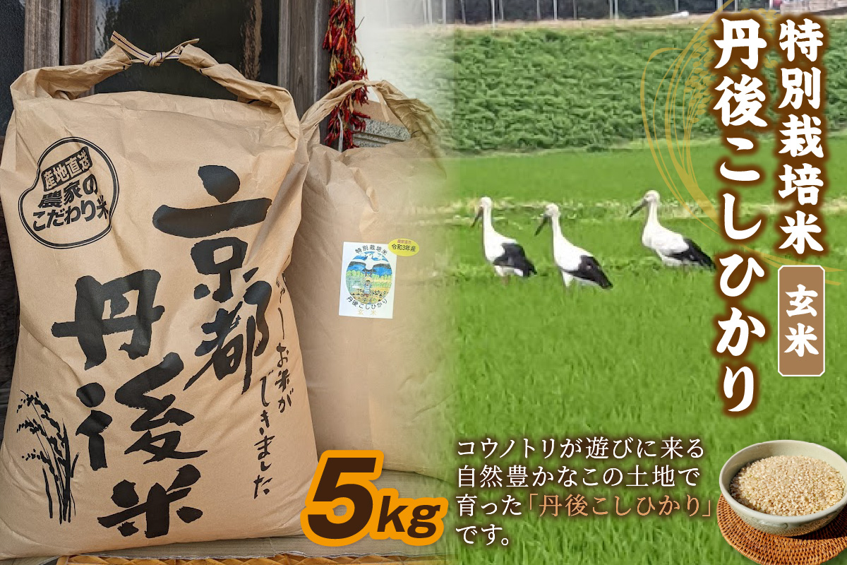 【先行予約】令和8年産 丹後こしひかり 玄米5kg 【特別栽培米】新米　KU00078