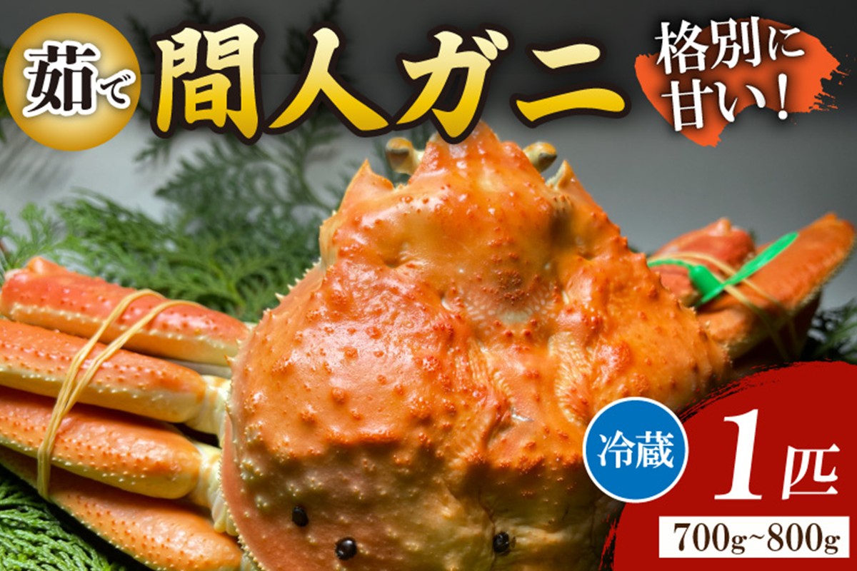 間人漁港仲買人の丸友鮮魚三代目・自慢の間人ガニ≪茹で≫[1匹 700～800g]　MG00007