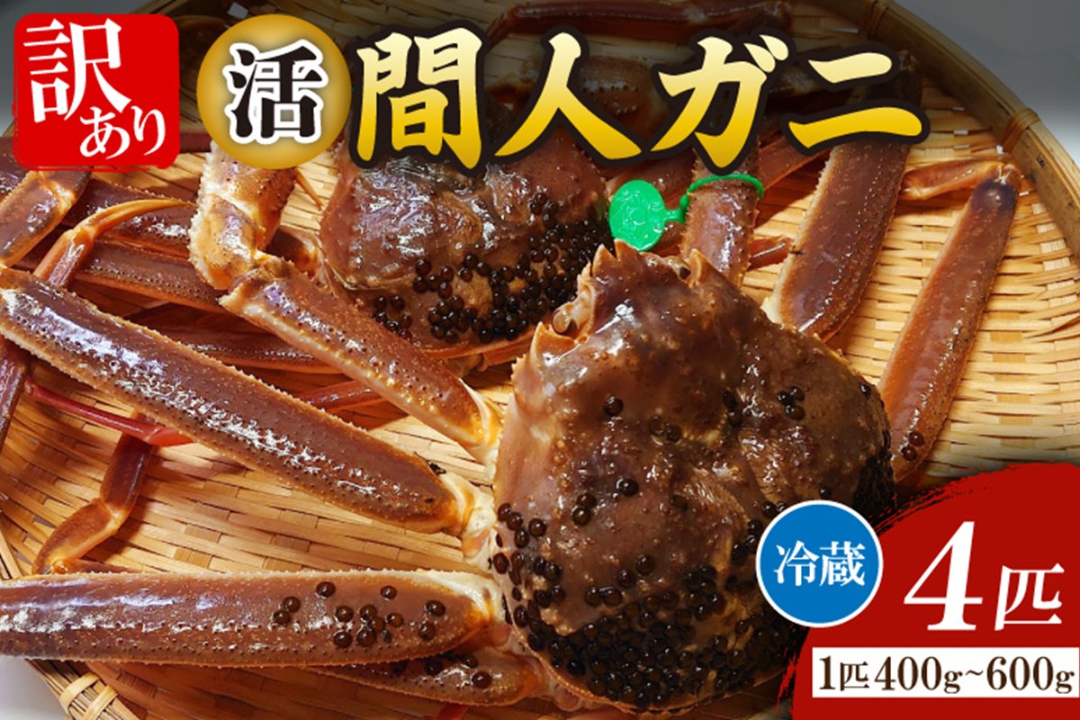 間人漁港仲買人の丸友鮮魚三代目・自慢の間人ガニ【活】生・訳アリ・間人ガニ（ズワイガニ　松葉ガニ）[400~600g×4匹]　MG00015