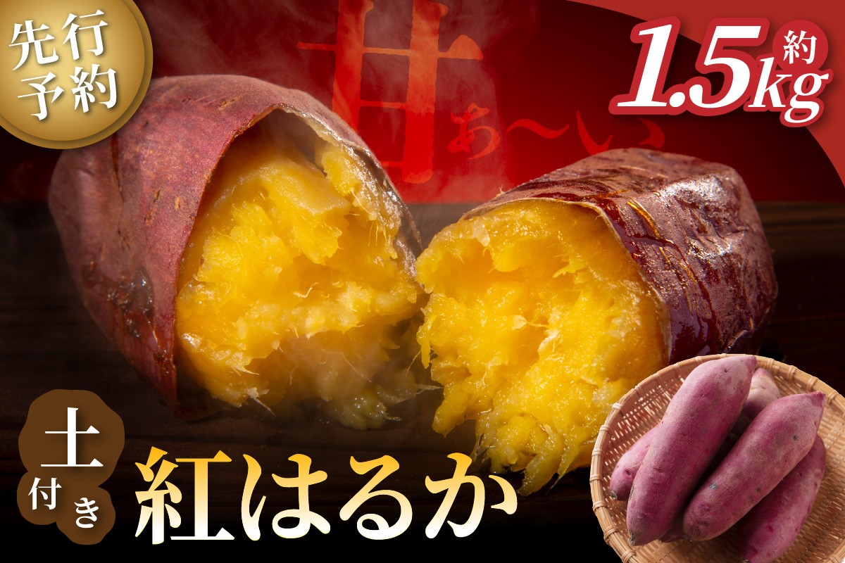 【先行予約】ホクホク美味しい！京丹後産 紅はるか 約1.5kg（土付き）（2026年10月上旬～発送）　MY00016