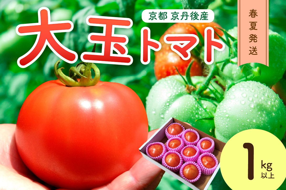 【先行予約】京丹後産 大玉トマト 1kg以上 春夏発送（2026年5月中旬～発送）　MY00013