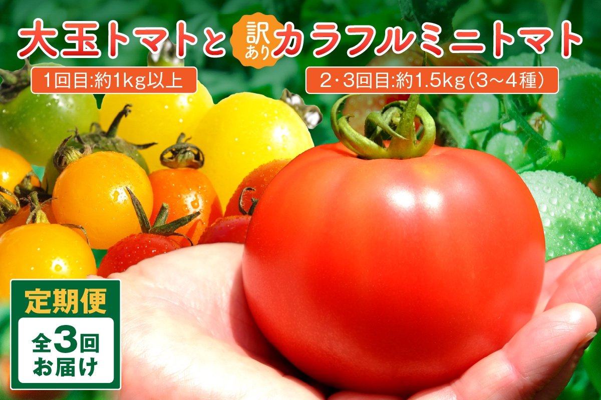 【3回定期便】京丹後産 大玉トマト・訳ありカラフルミニトマト（2026年5月中旬～発送）　MY00014