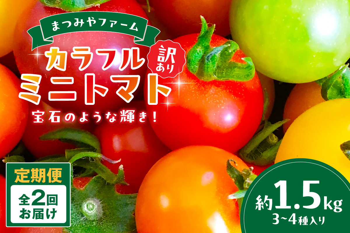 【2回定期便】京丹後産 訳あり 宝石のような輝き！カラフルミニトマト（2026年5月下旬～発送）　MY00015