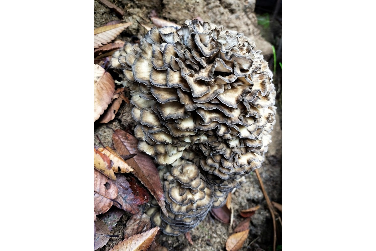 京丹後市産　原木マイタケほだ木　派生品セット(3袋)　NU00003