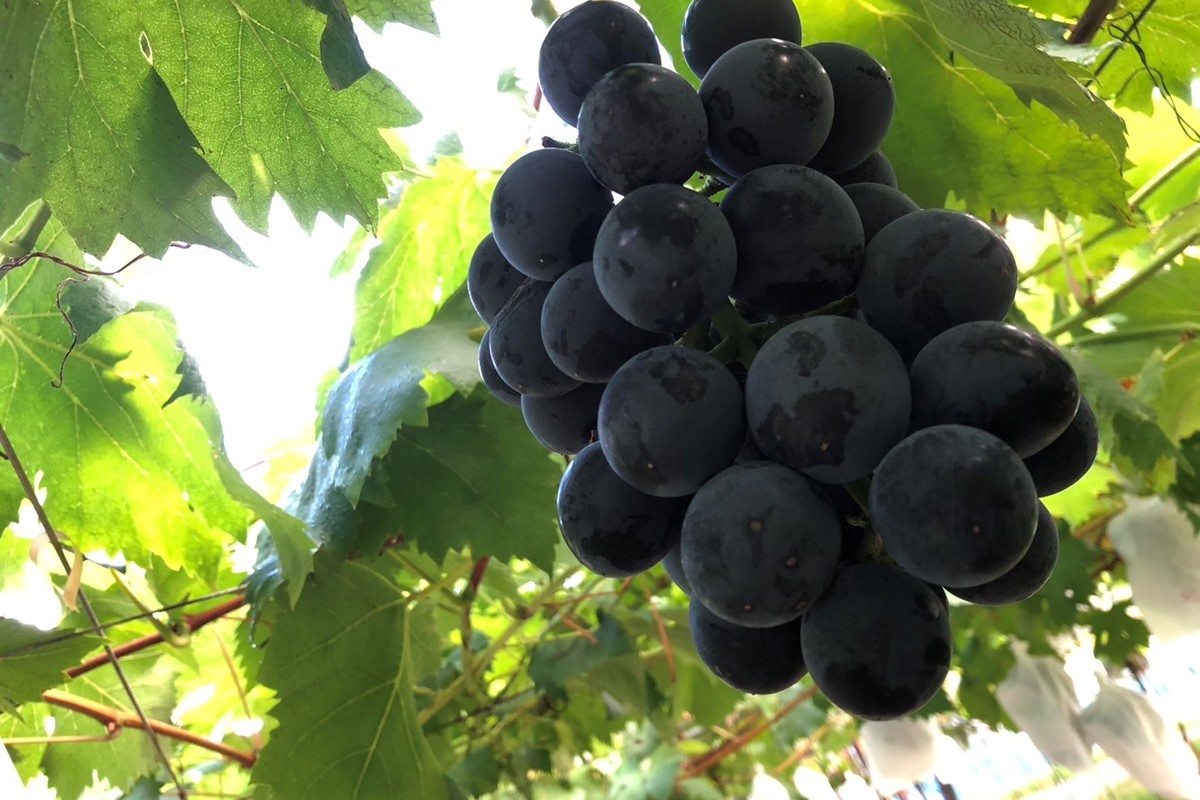 【先行予約】訳あり黒ぶどう2房入（1kg以上）（2026年8月上旬～発送）　SF00036