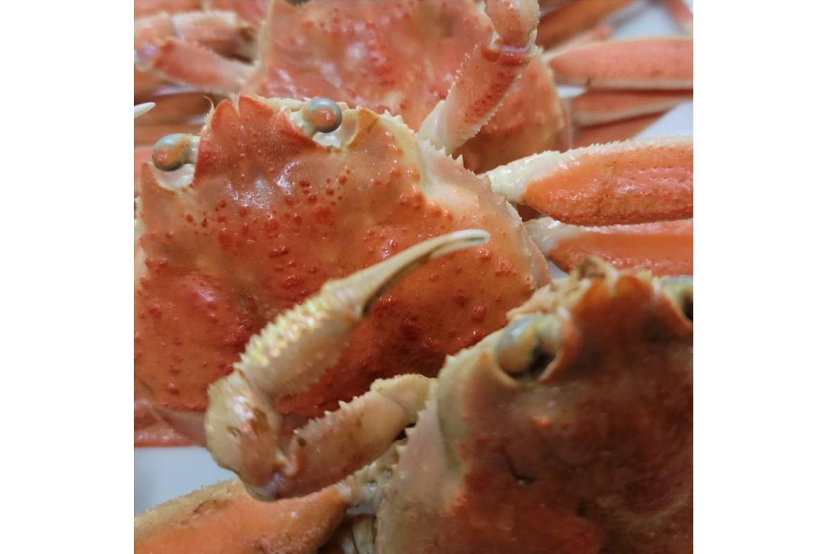 「訳あり」茹でセコガニ(コッペガニ)130g前後×3杯セット　SK00190