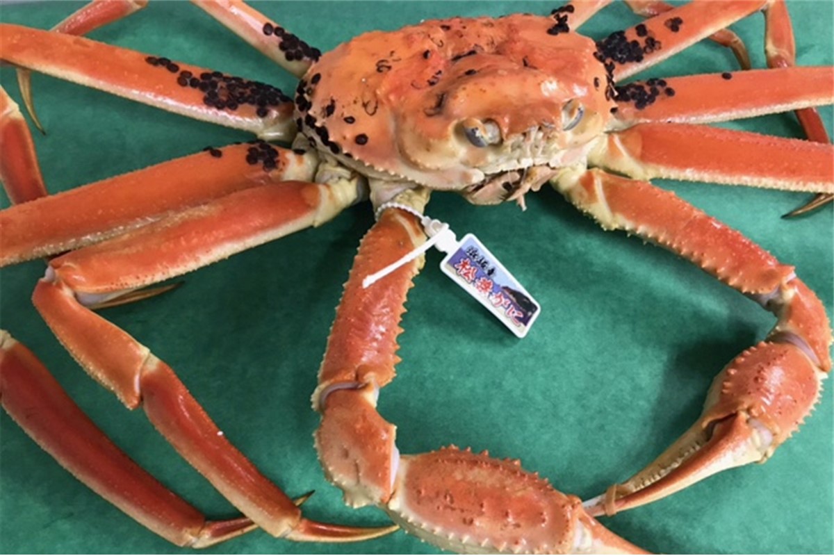 日本海冬の味覚！茹で松葉ガニ800g前後×1　SK00197