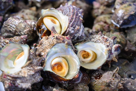 BBQに最適！　天然サザエ　ボイル済み　1.6K　中サイズ（16～21個）　※万能ダシ付き　UO00073