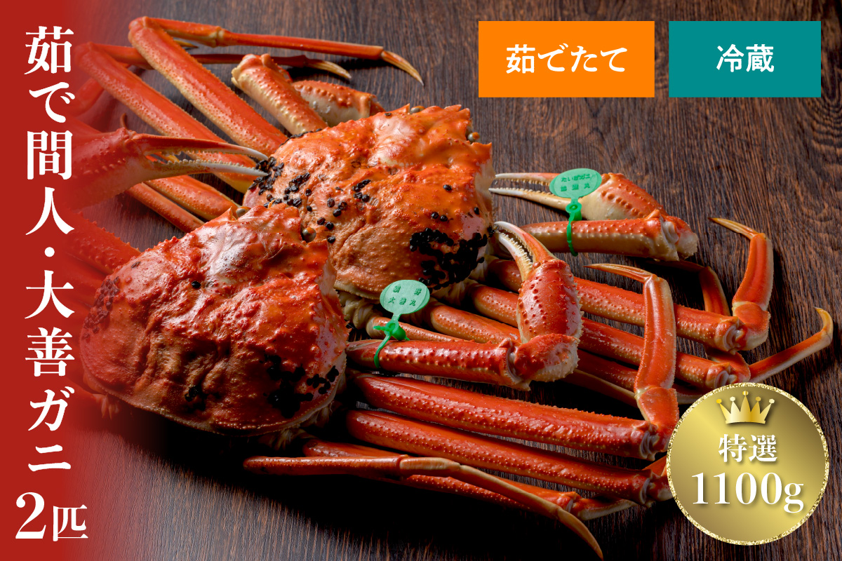 【蟹の匠 魚政】京丹後市産 未冷凍 茹で間人ガニ大善ガニ 特撰 大サイズ（1000～1100g） 2匹セット(2026年1月～発送)　UO01402