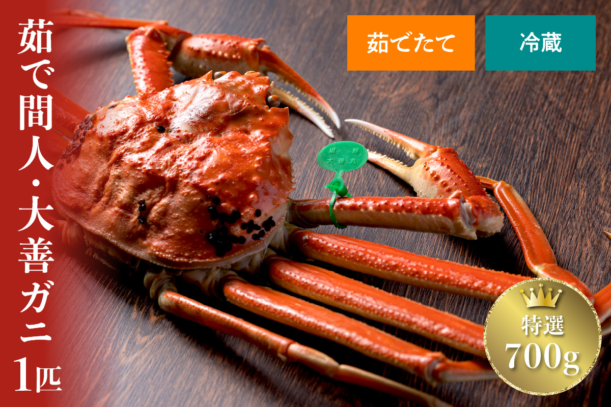 【蟹の匠 魚政】京丹後市産 未冷凍 茹で間人ガニ大善ガニ 特撰 小サイズ (600~700g) 1匹(2026年1月～発送)　UO01391