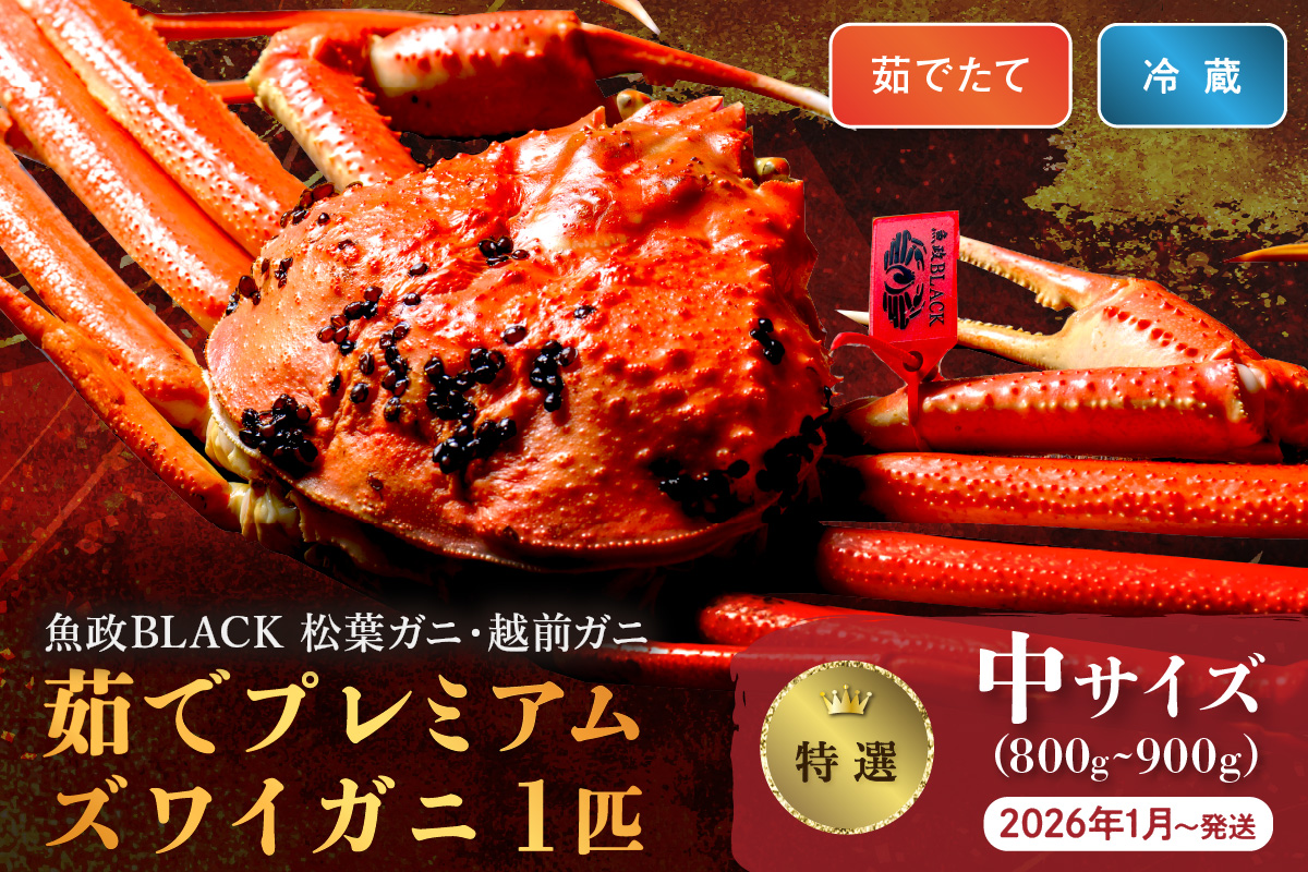 【蟹の匠 魚政】茹で　プレミアムズワイガニ 魚政BLACK（松葉ガニ・越前ガニ）特撰 中サイズ（800～900g） 1匹 (2026年1月～発送)　UO01297
