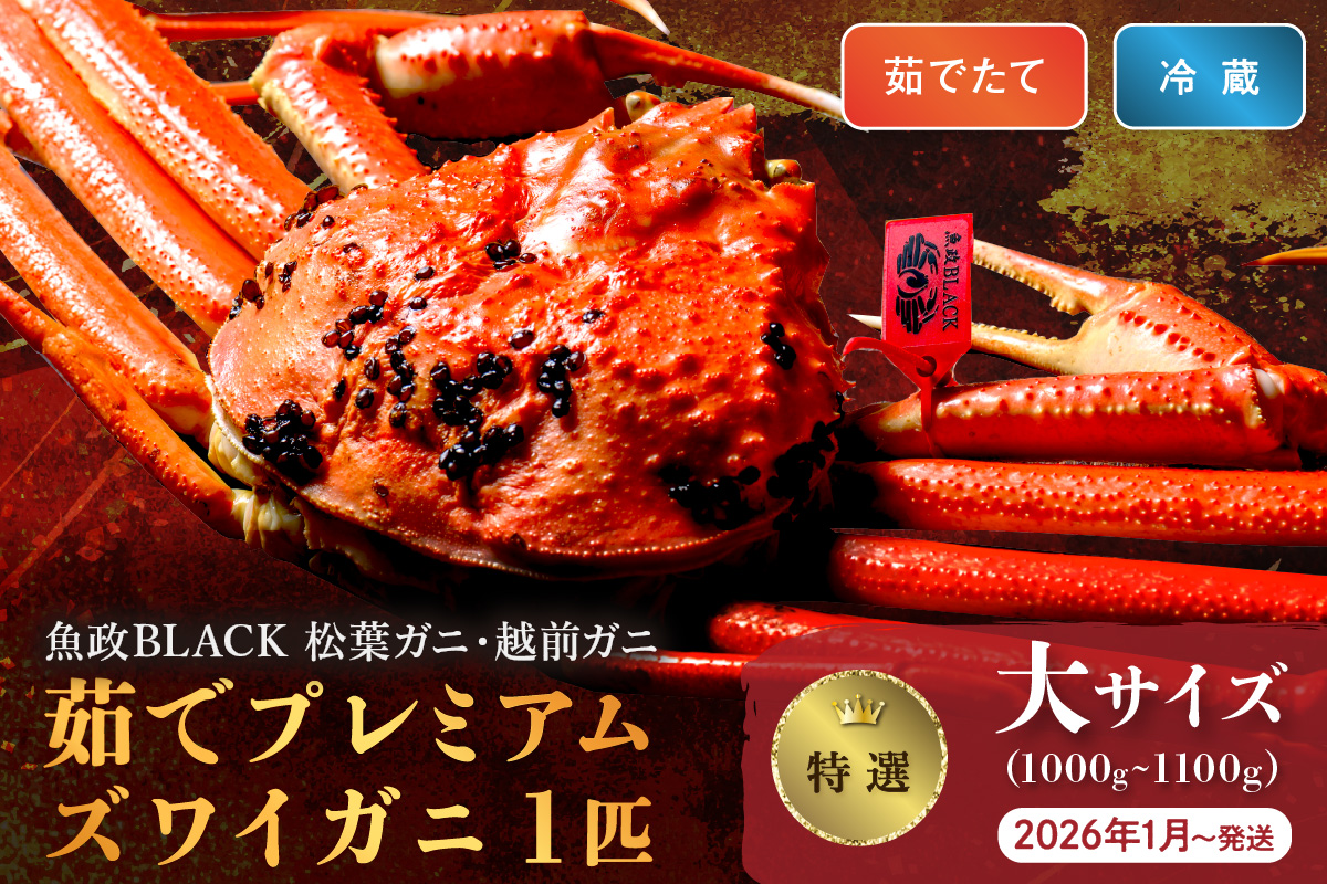【蟹の匠 魚政】茹で　プレミアムズワイガニ 魚政BLACK（松葉ガニ・越前ガニ）特撰 大サイズ（1000～1100g） 1匹 (2026年1月～発送)　UO01299
