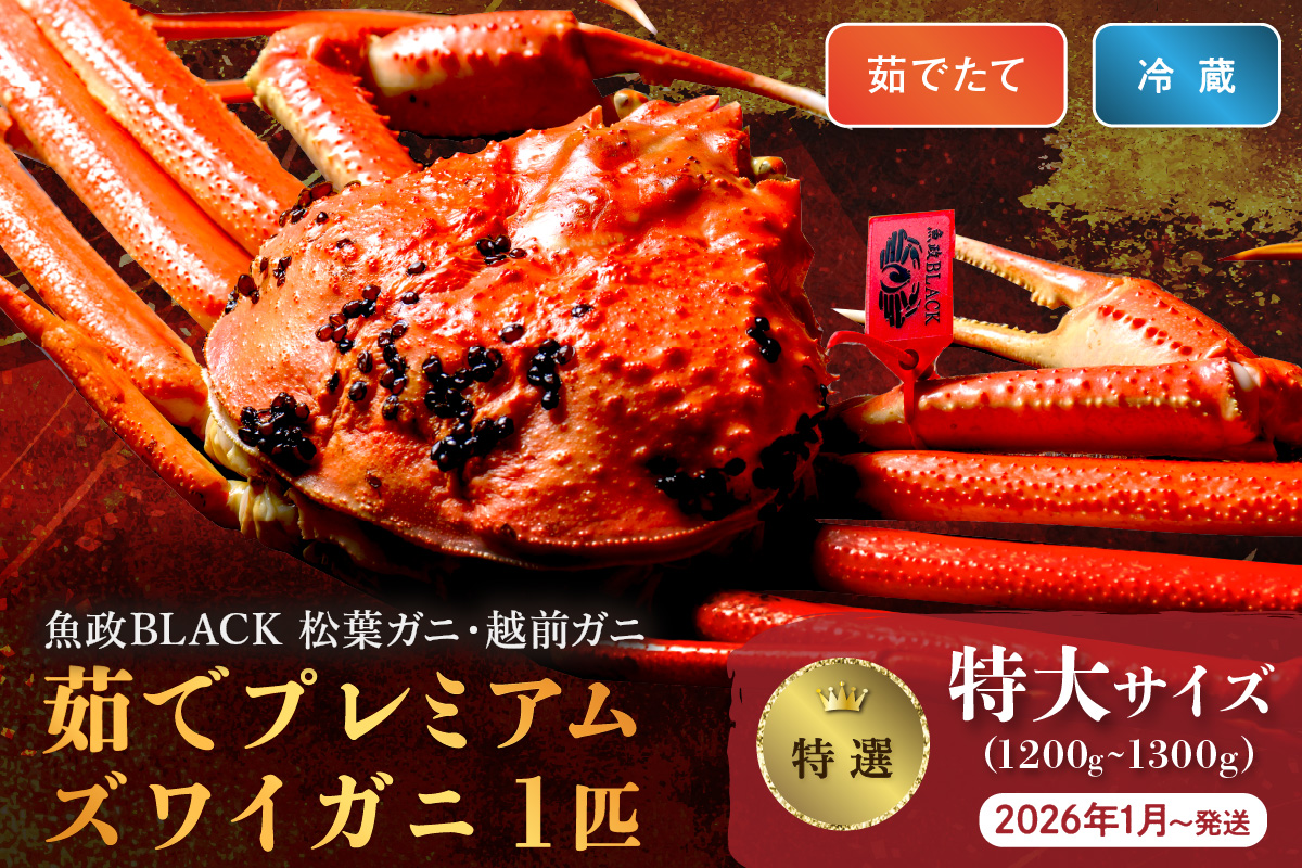【蟹の匠 魚政】茹で　プレミアムズワイガニ 魚政BLACK（松葉ガニ・越前ガニ）特撰 特大サイズ（1200～1300g） 1匹 (2026年1月～発送)　UO01301
