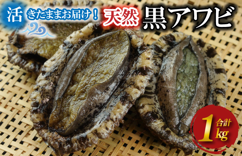 活きたまま届きます！ 天然黒アワビ 海水に酸素入りの特殊梱包 1000g入りおすすめセット　UO01022