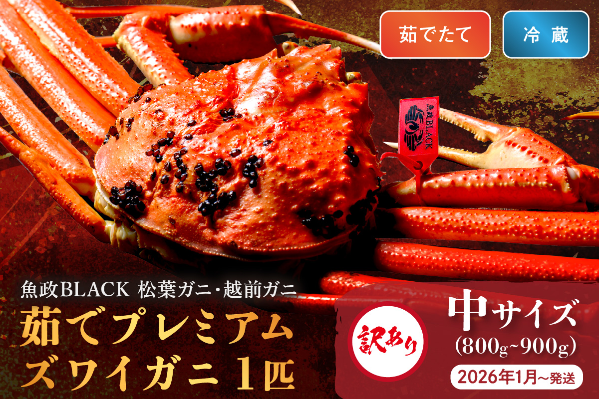 訳あり　【蟹の匠 魚政】茹で　プレミアムズワイガニ 魚政BLACK（松葉ガニ・越前ガニ） 中サイズ（800～900g） 1匹 (2026年1月～発送)　UO01313