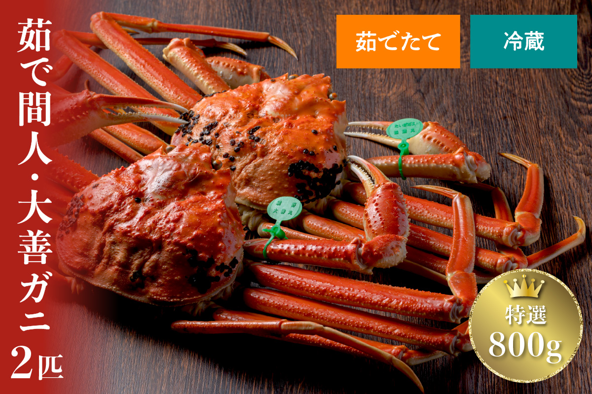 【蟹の匠 魚政】京丹後市産 未冷凍 茹で間人ガニ大善ガニ 特撰 中サイズ（800～900g）2匹セット(2026年1月～発送)　UO01400