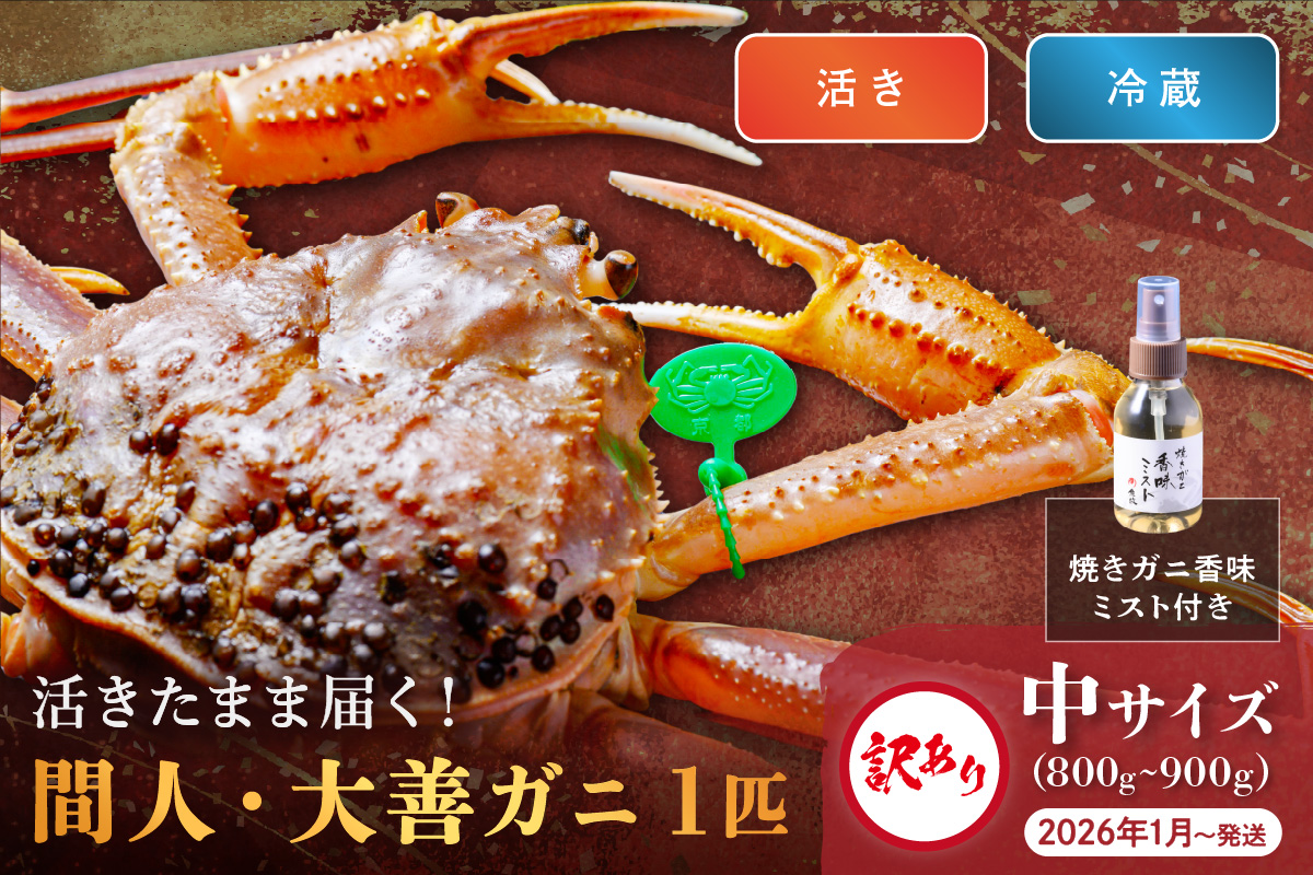 訳あり　【蟹の匠 魚政】京丹後市産 活きたまま届く！　間人ガニ大善ガニ　中サイズ (800~900g) 1匹　香味ミスト付き　(2026年1月～発送)　UO01409