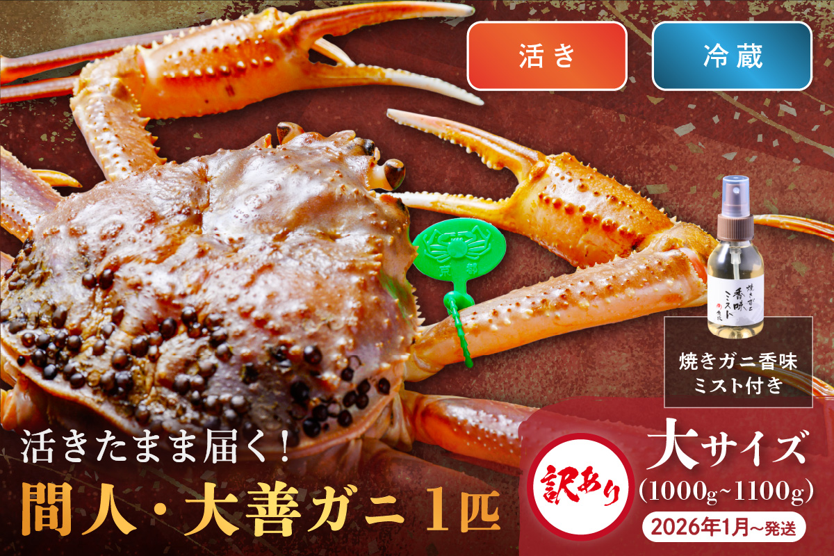 訳あり　【蟹の匠 魚政】京丹後市産 活きたまま届く！　間人ガニ大善ガニ　大サイズ (1000~1100g) 1匹　香味ミスト付き　(2026年1月～発送)　UO01410