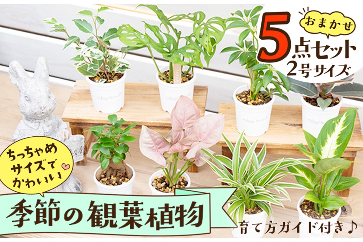 【植物をもっと身近に】京都・京丹後の専門店が厳選！観葉植物5点セット｜癒しと彩りのグリーン便　YE00003