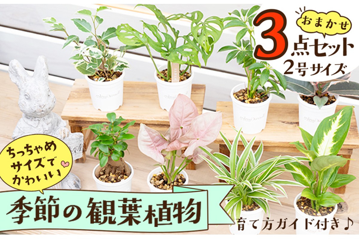 【お部屋にちょうどいい】観葉植物お試し3点セット｜専門店が選ぶ“はじめてのグリーン”【京都・京丹後】　YE00004