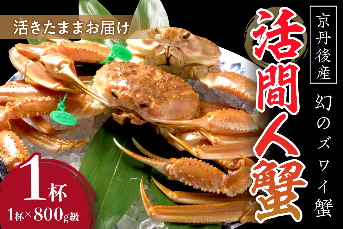 【幻のズワイ蟹】京丹後産 活間人蟹 鮮度抜群、活きたままお届け！！ 800g級×1杯　YK00081