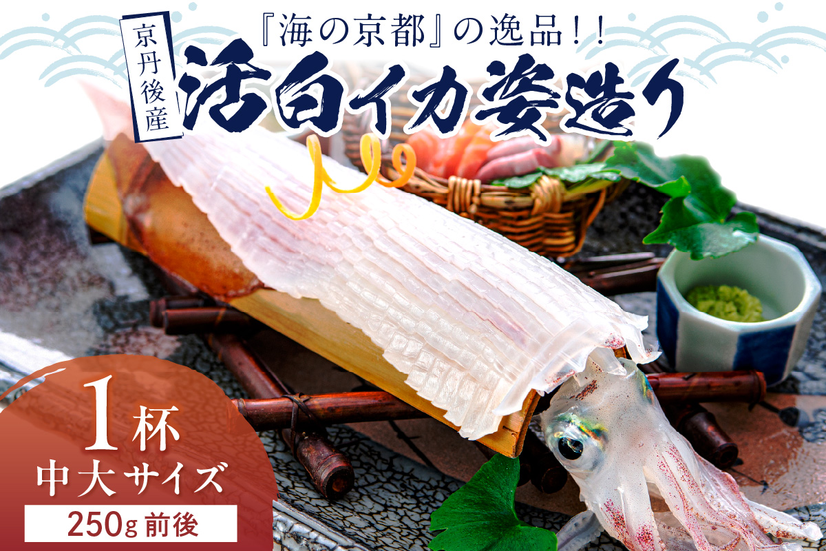 【先行予約】京丹後産『海の京都』の逸品！！　活白イカ姿造り（クリスタル白いか）中大サイズ 1杯（250g前後）（2026年6月上旬～発送）　YK00536