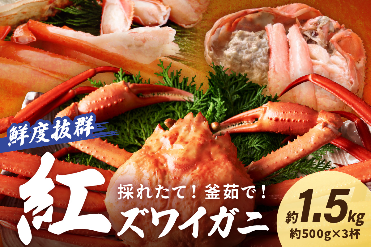 採れたて！釜茹で！　紅ズワイガニ　3杯　YK00578