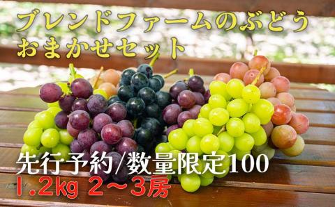 [先行予約]ブレンドファームのぶどういろいろおまかせセット(2024年8月下旬〜発送) BF00012 フルーツ ふるーつ ぶどう 葡萄 ブドウ