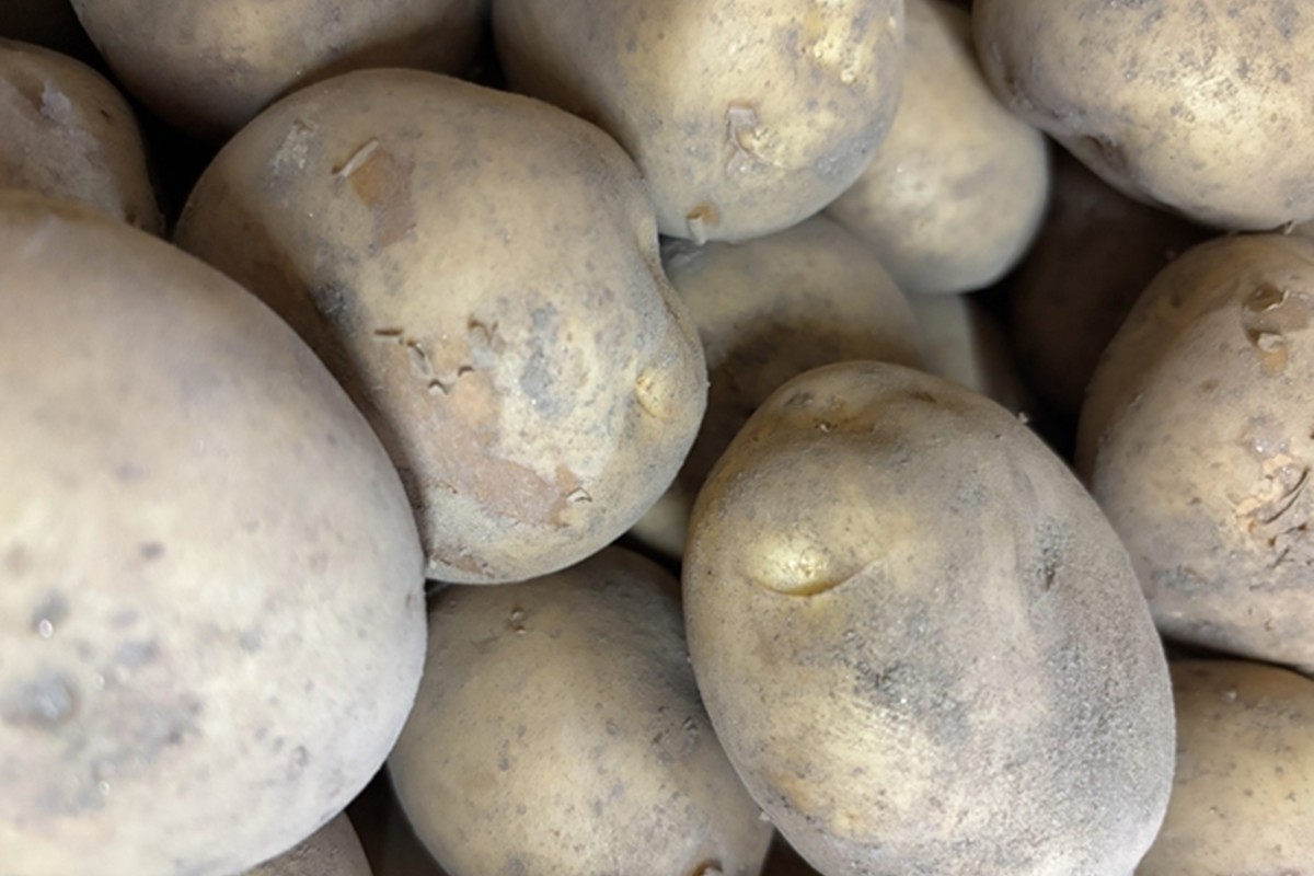 自然栽培じゃがいも 2.5kg 京都・京丹後産 自然栽培 旬野菜 じゃがいも 芋 いも 野菜 やさい 根菜 旬 京都 京丹後 自然栽培 農薬不使用