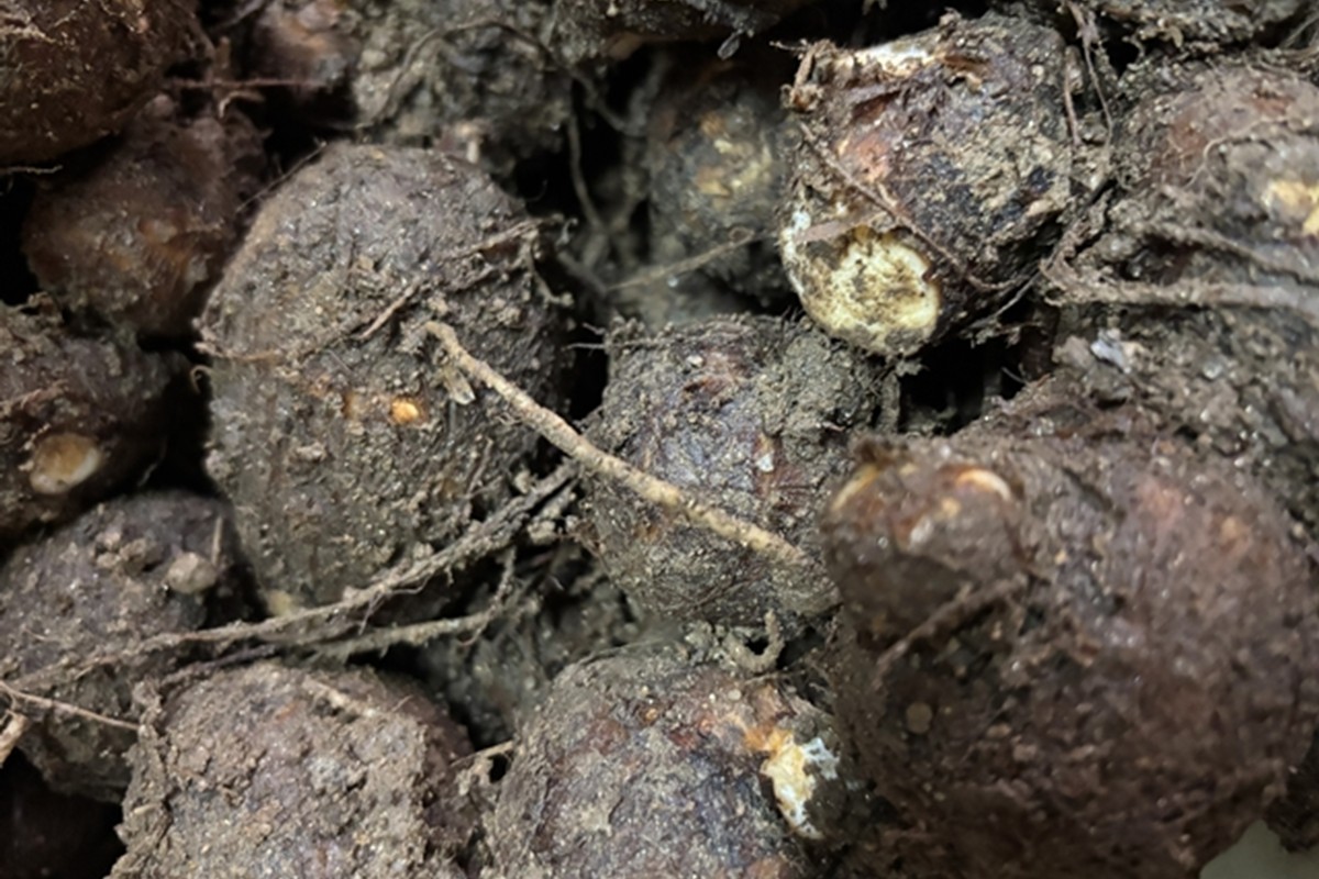 自然栽培さといも「大野芋」2kg 京都・京丹後産 自然栽培 旬野菜 さといも 里芋 サトイモ 芋 いも 野菜 やさい 根菜 旬 京都 京丹後 自然栽培 農薬不使用