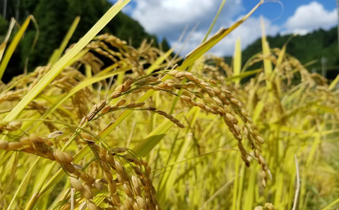 令和7年度産　米 ひとしずく 5kg 美山産 コシヒカリ 農薬不使用 白米 精米 コメ こめ お米 栽培期間中農薬不使用 単一原料米 5 キロ ご飯 ごはん 安心 安全 こしひかり 京都