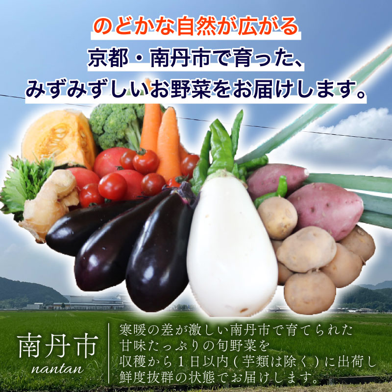 【定期便12回】野菜セット 平飼い卵 6個入り