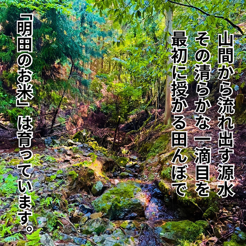 令和7年産新米 キヌヒカリ 10kg (玄米) 明田のお米