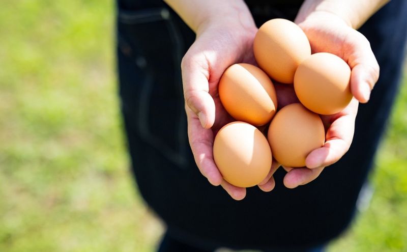美山の平飼いたまご 80個 | 卵 タマゴ 平飼い 卵かけごはん お菓子作り 国産 南丹市