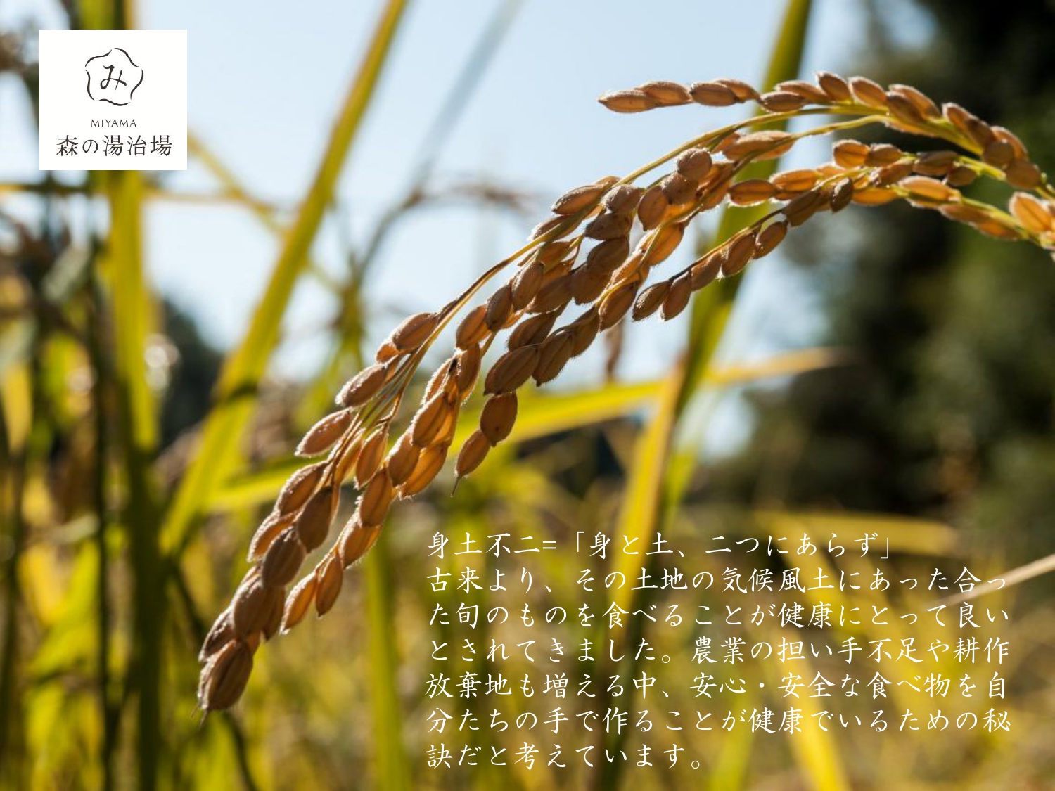 令和7年産 京都美山産 にじのきらめき 5kg　精米 コメ こめ お米 単一原料米 ごはん ご飯 京都