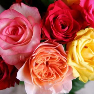 【バラ専門生産者直送】バラの花束(色とりどり20本)【配送不可地域：離島・沖縄県】