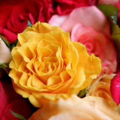 【バラ専門生産者直送】バラの花束(色とりどり36～38本)【クール便】【配送不可地域：離島・沖縄県】