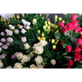 【バラ専門生産者直送】バラの花束(色とりどり20本)【配送不可地域：離島・沖縄県】