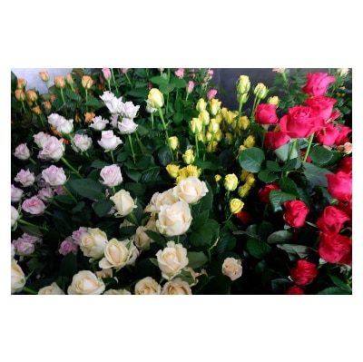【バラ専門生産者直送】バラの花束(色とりどり38本)【配送不可地域：離島・沖縄県】