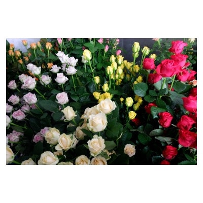 【バラ専門生産者直送】バラの花束(色とりどり18～20本)【配送不可地域：離島・沖縄県】
