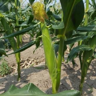 まるでフルーツ 村田農園のパールコーン 10本【大人気の白いとうもろこし(ホワイトコーン)】【配送不可地域：離島】