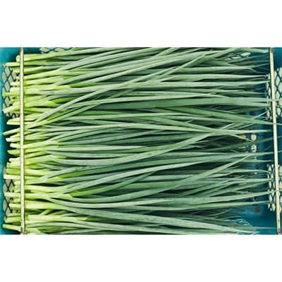 京都府産 【九条ねぎ】10kg【配送不可地域：離島・北海道・沖縄県・東北・九州】