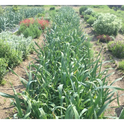 ジャンボニンニク　約1kg