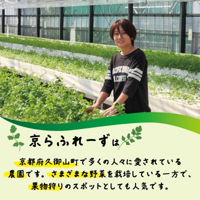 パクチー500g【配送不可地域：離島・北海道・沖縄県】