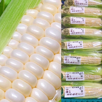 先行予約 京都府 元祖 白い とうもろこし ホワイトコーン 10本【配送不可地域：離島】