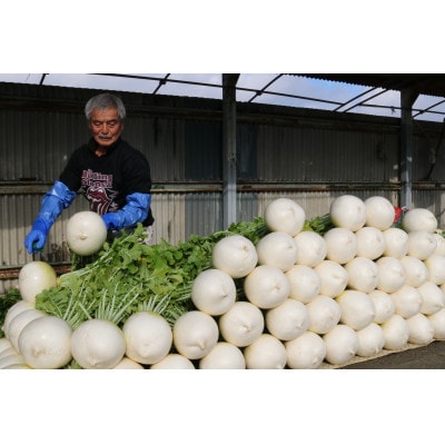 京都府久御山 聖護院大根(淀大根)4本　おでんや煮物にぴったり【配送不可地域：離島・北海道・沖縄県】