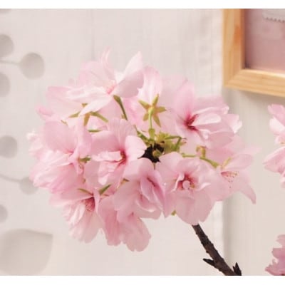 一才桜(一才桜4号鉢×1 バスケット×1 ココファイバー)【配送不可地域：離島・沖縄県】