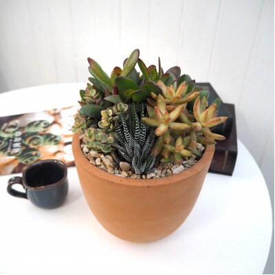多肉寄せ植えテラコッタ(受け皿付き)【配送不可地域：離島・沖縄県】