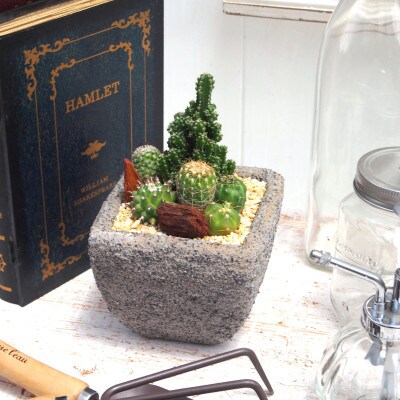 サボテンミックスセメントポット仕立て1個【配送不可地域：離島・沖縄県】